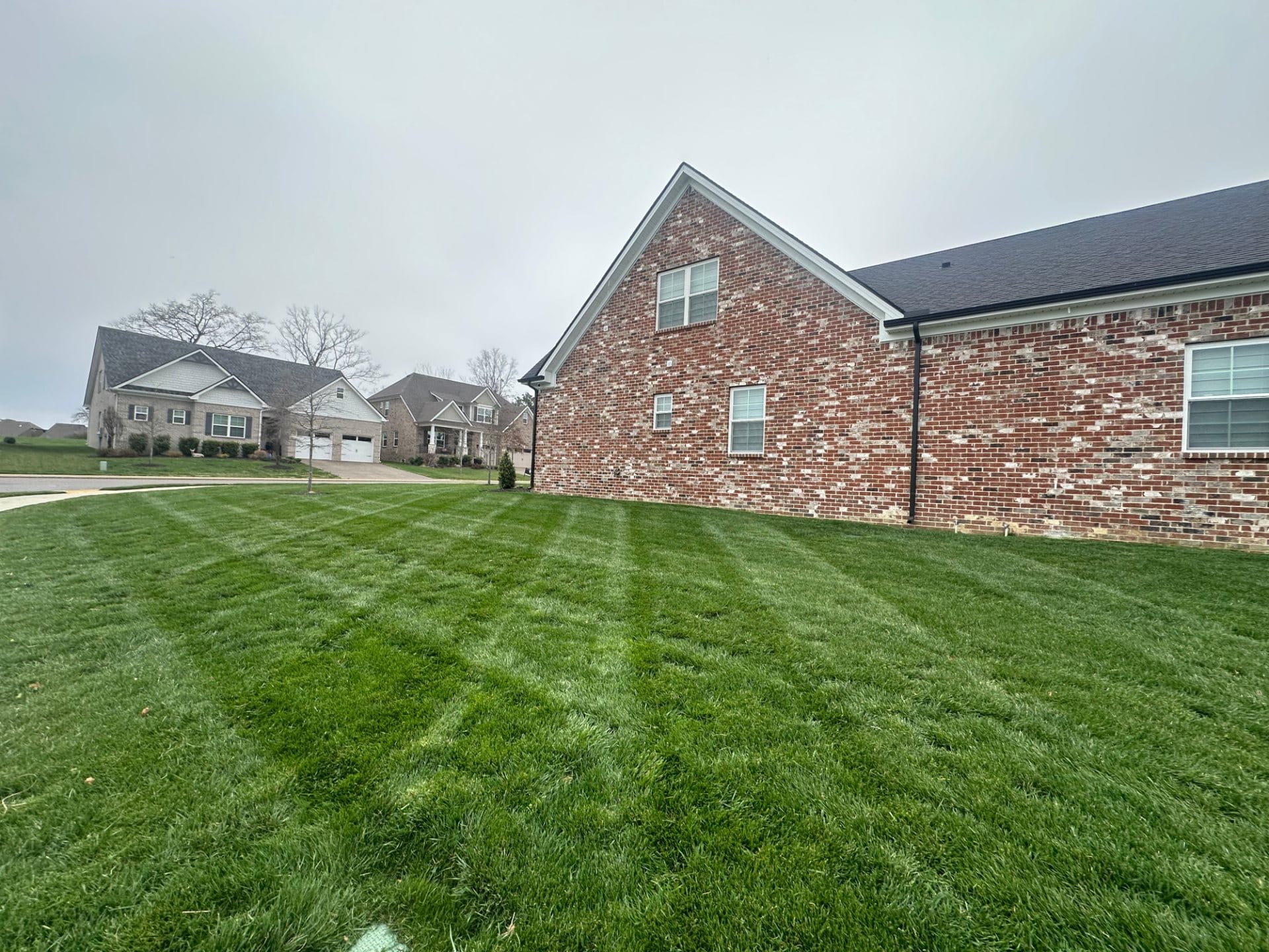 Thick striped lawn beside a brick home after aeration and seeding