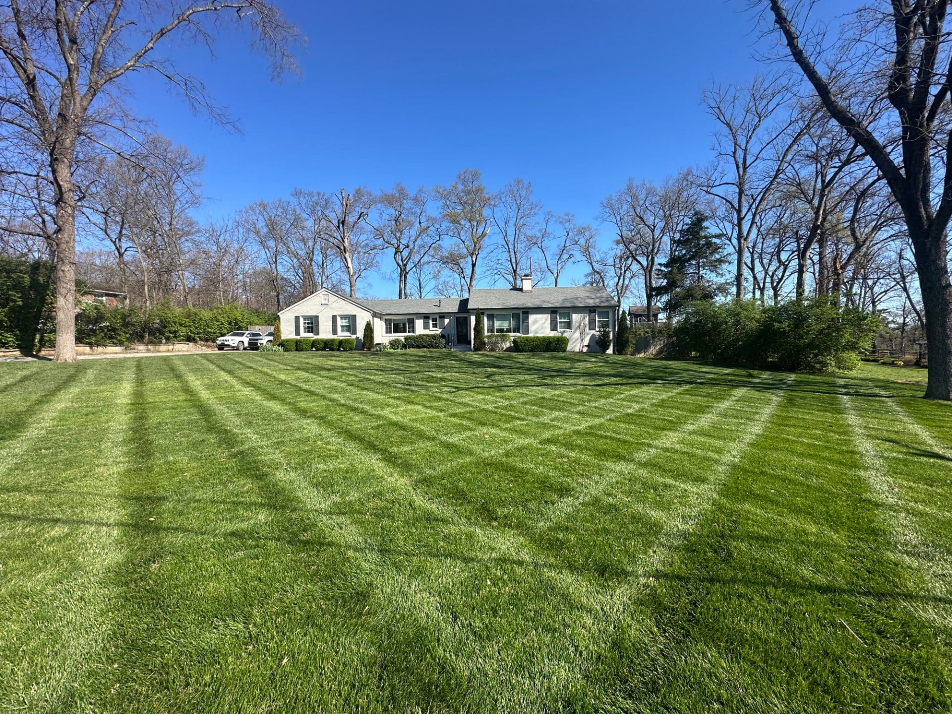 Freshly striped front lawn after aerating and overseeding