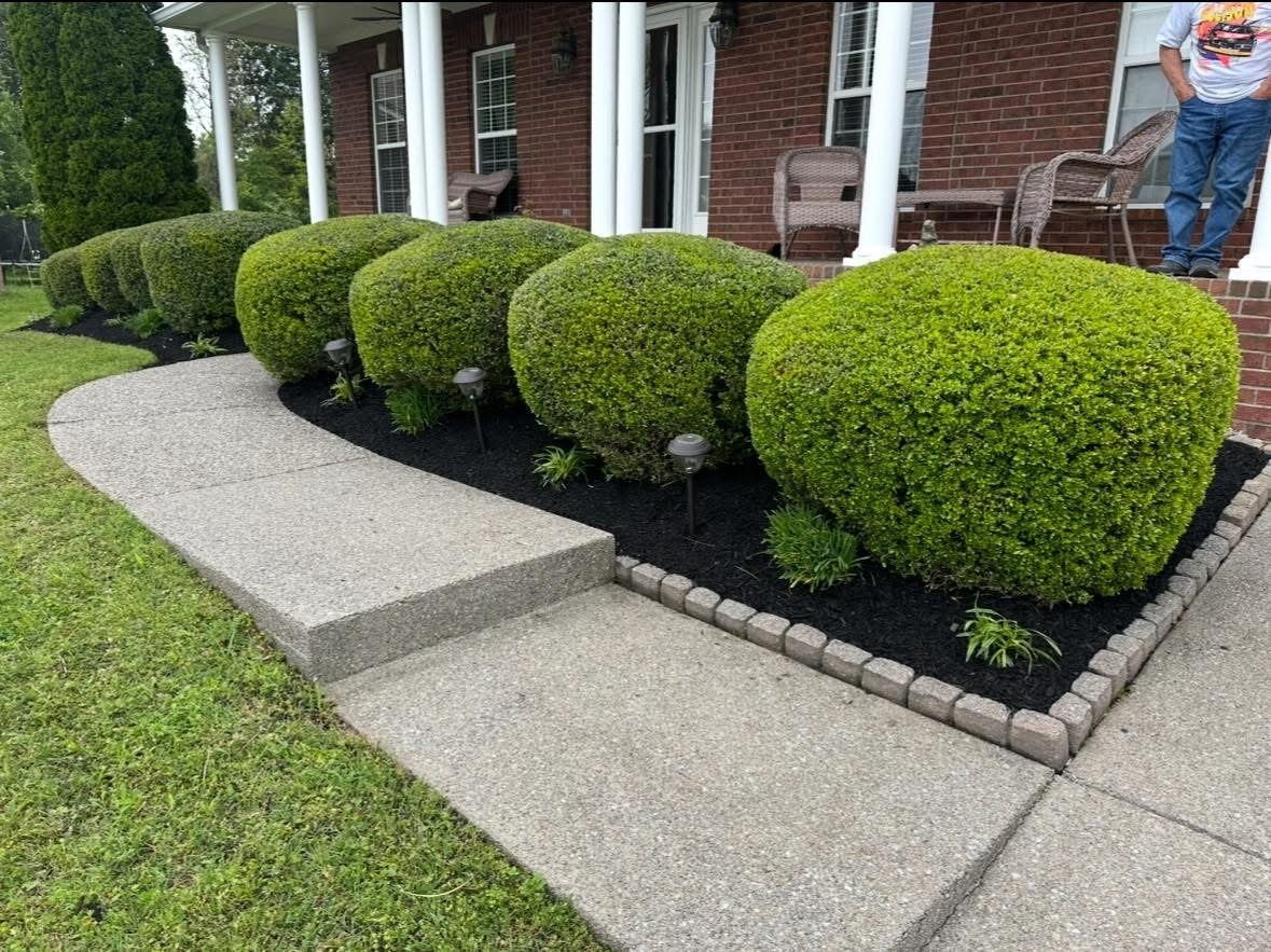 Shaped boxwoods and fresh mulch behind a paver border