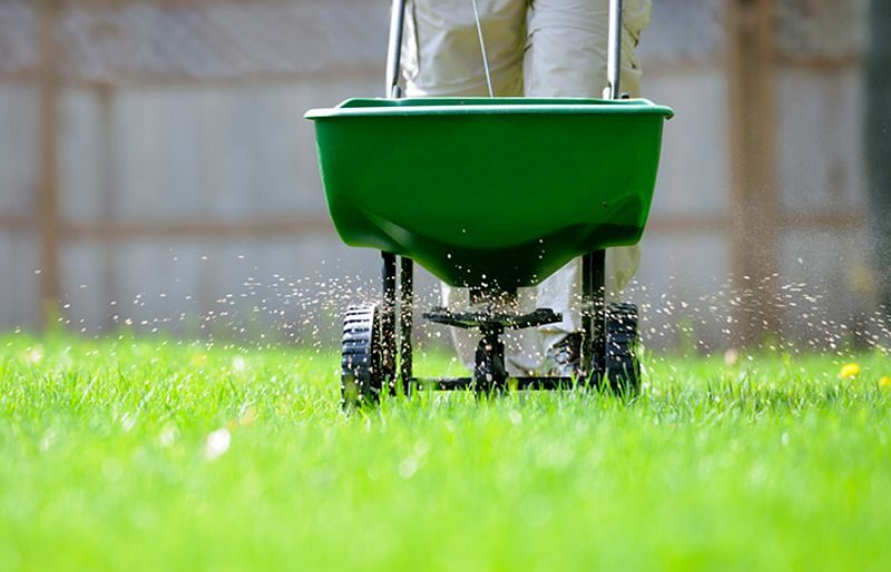 Broadcast spreader applying granular fertilizer