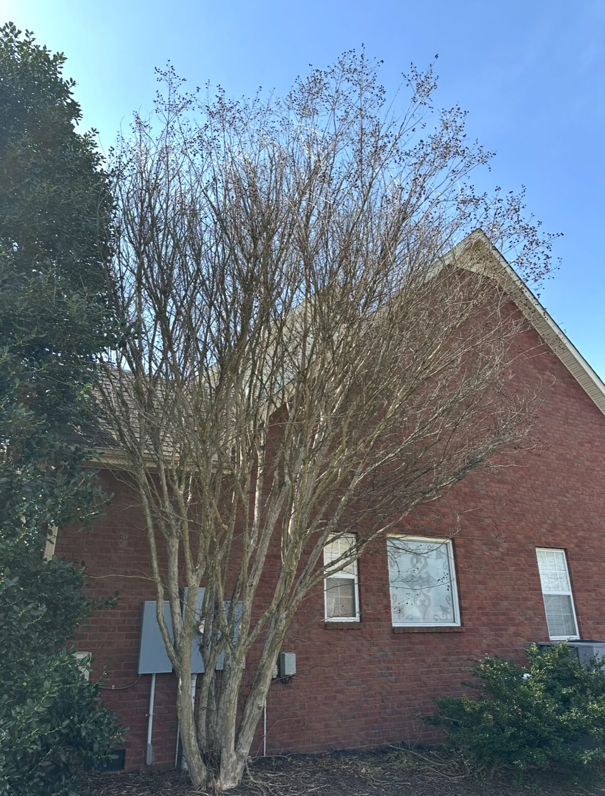 Crape myrtle trimmed back from a brick home