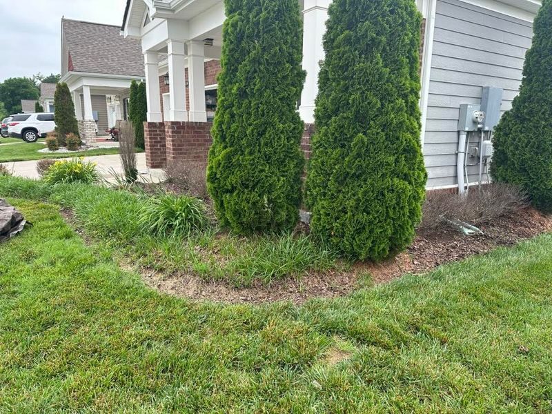 Trimmed evergreen shrubs against a brick wall