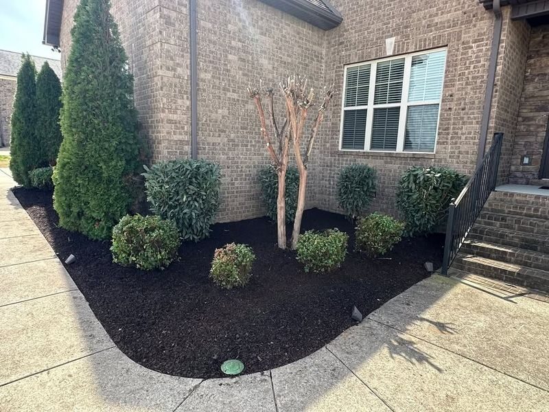 Freshly mulched bed with shaped shrubs
