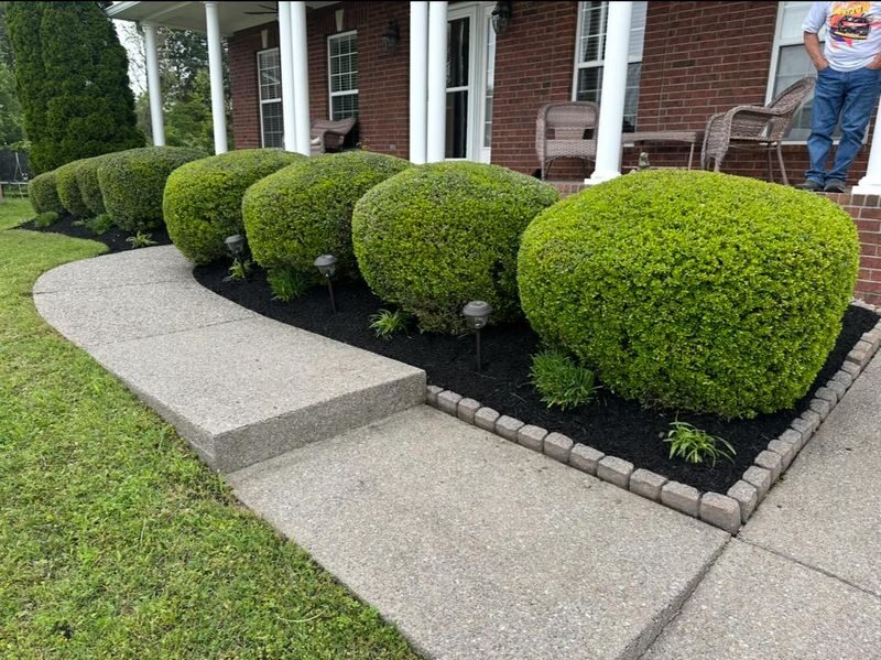 Shaped hedges along a brick walkway
