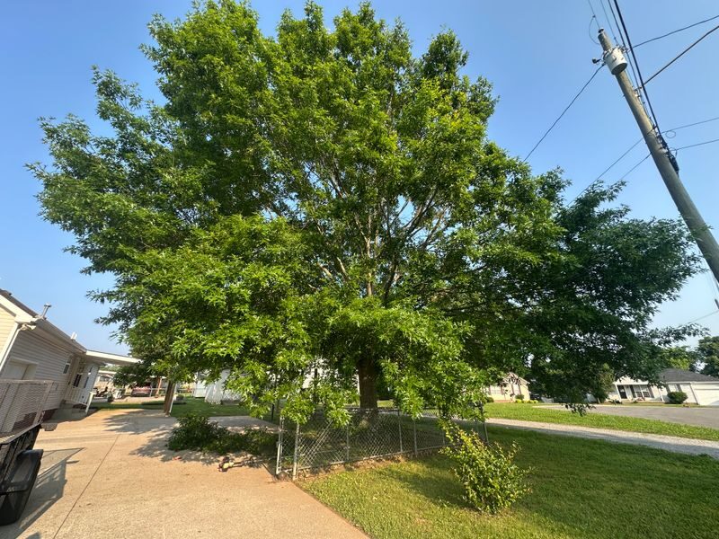 Mature shade tree on a maintained lawn