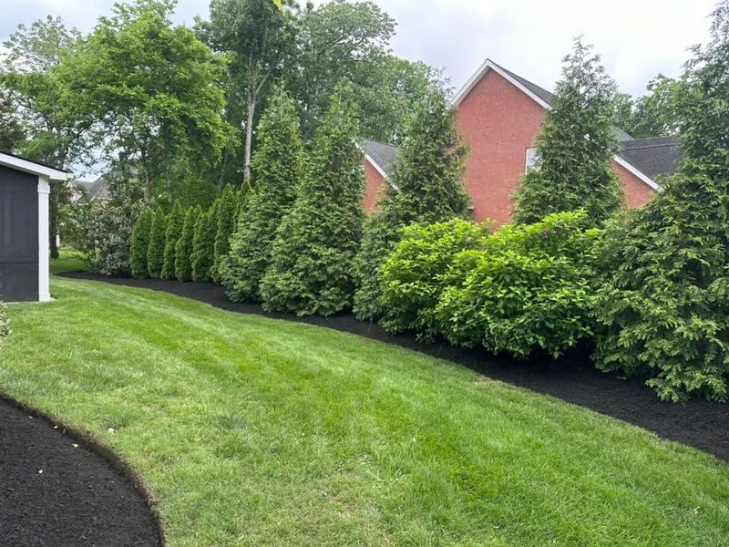 Trimmed evergreens and shaped shrubs along a lawn edge