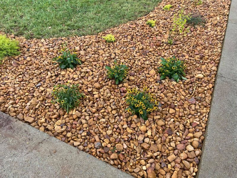 Rock bed with drought-resistant plantings