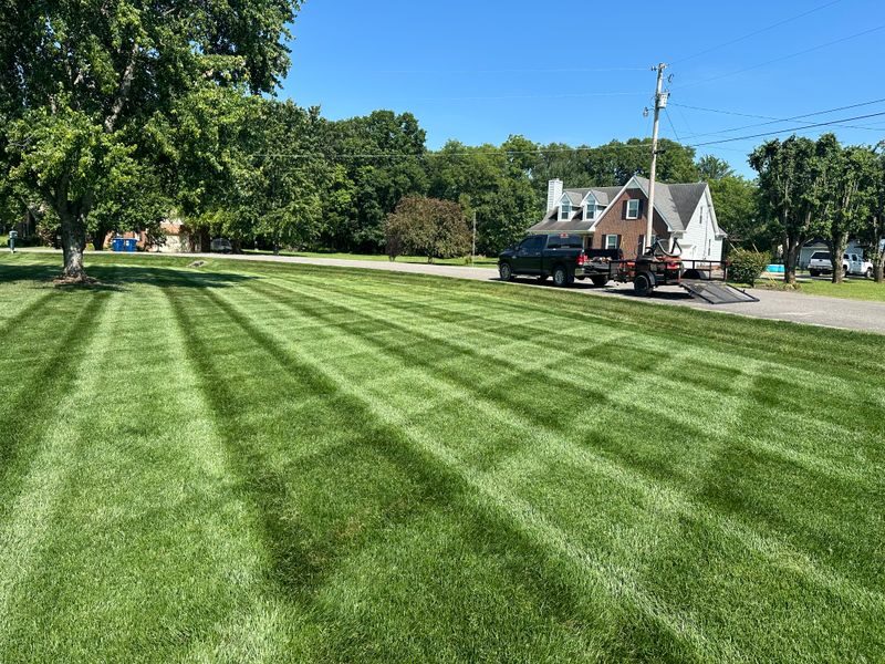 Crisp mow stripes on a residential lawn