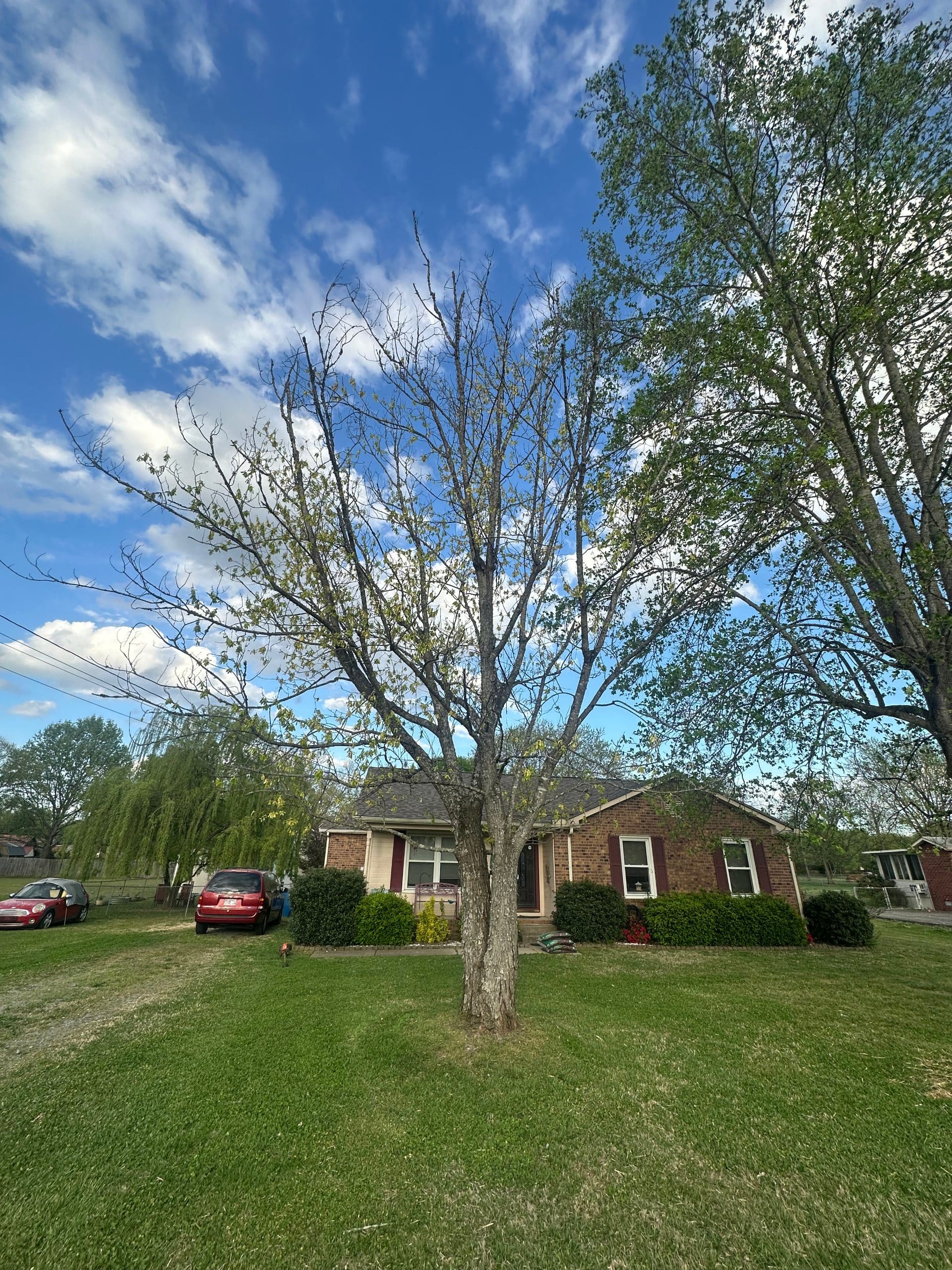 Mature tree with dead limbs before removal