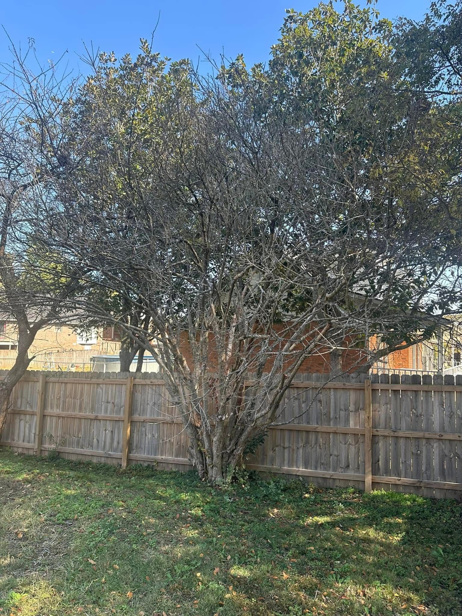 Overgrown tree along a back fence line before trimming