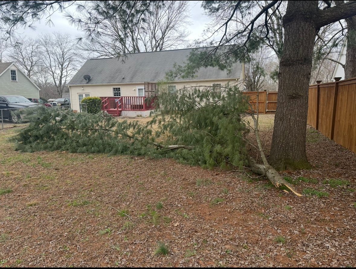 Storm-downed pine limb resting in a backyard
